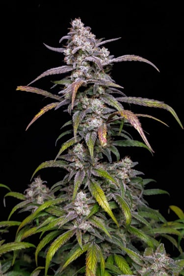 Instagram Forbidden Runtz Auto