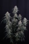 Instagram Garlic Mint Sherbet Auto™