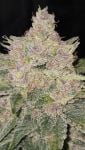 Instagram Banana Cherry Cookies Auto™