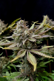 Instagram Tropicana Cookies FF
