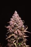 Instagram Banana Purple Punch Auto RF3™