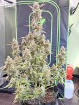 Instagram Gorilla Cookies Auto