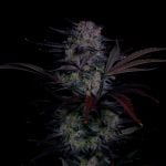 Instagram Mendo Frost Auto™