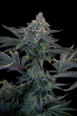 Instagram Gorilla Cookies FF