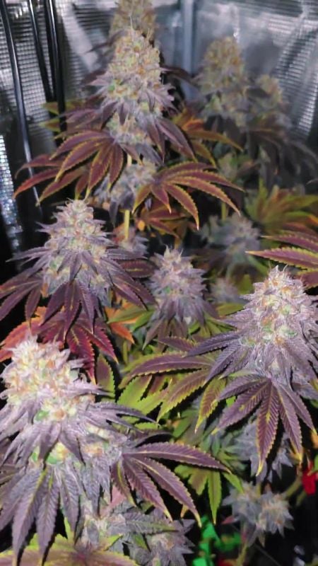 Gorilla Melon @Budfluencer DIS 