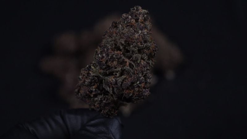 Banana Purple Punch Auto RF3 @Fast Buds Breeders 2