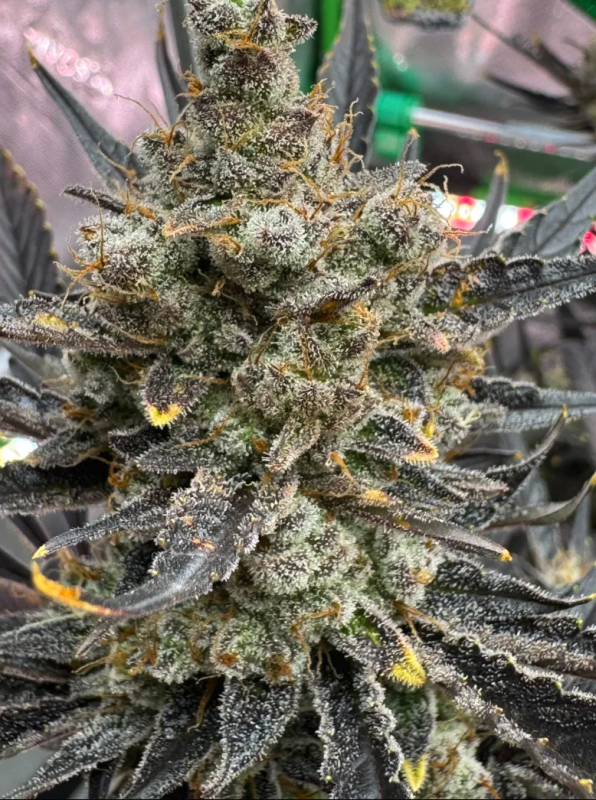 Instagram Guava Auto RF3