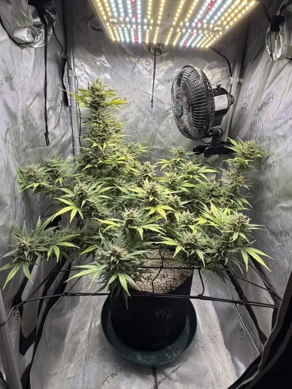 Blueberry Auto