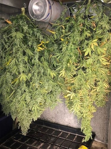 Instagram Lemon AK Auto