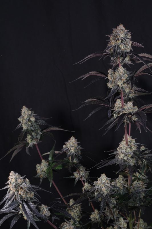 Instagram Lemon Cherry Sundae Auto