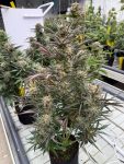 Instagram Blueberry Auto