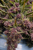 Instagram Banana Purple Punch Auto