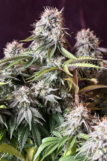 Instagram Orange Sherbet FF