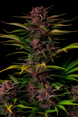 Instagram Purple Haze Auto™