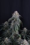 Instagram Garlic Mint Sherbet Auto™