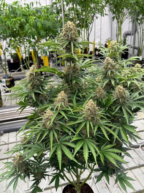 Instagram Moby Dick Auto