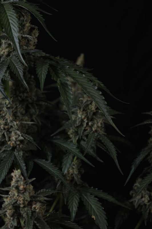 Instagram Banana Cherry Cookies Auto