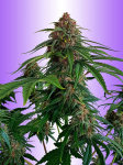 Instagram Banana Purple Punch Auto