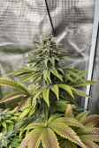 Instagram Gorilla Melon™