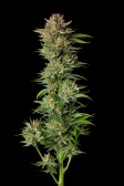 Instagram Tropicana Cookies FF