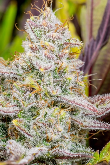 Instagram Wedding Glue Auto