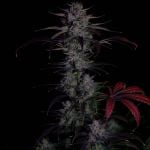 Instagram Banana Guava Auto™