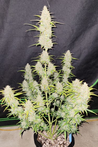 Instagram Moby Dick Auto