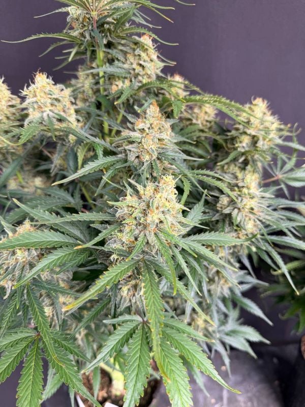Instagram White Widow Auto