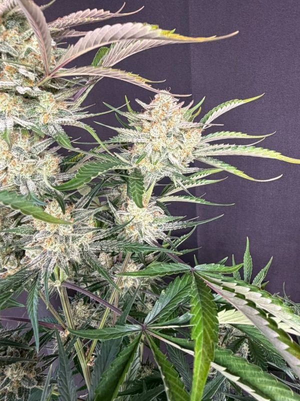 Instagram Sour Diesel Auto