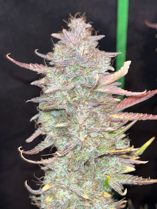 AUTO | Guava Runtz Auto™