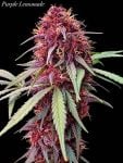 Instagram Purple Lemonade Auto RF3™