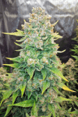 Instagram Papaya Cookies Auto™