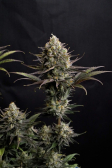 Instagram GG4 Sherbet FF