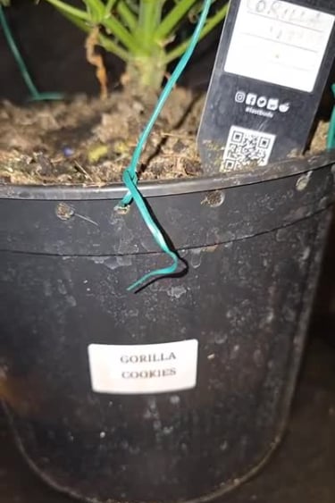 Gorilla Cookies Auto