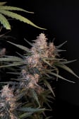 Instagram White Widow Auto