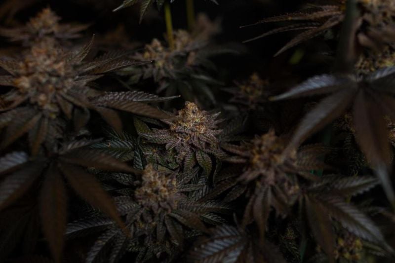 Instagram Biscotti Gelato