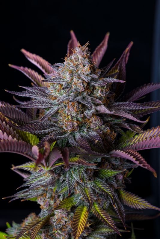 Instagram Mix Pack FF