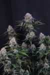 Instagram Lemon Cherry Sundae Auto™