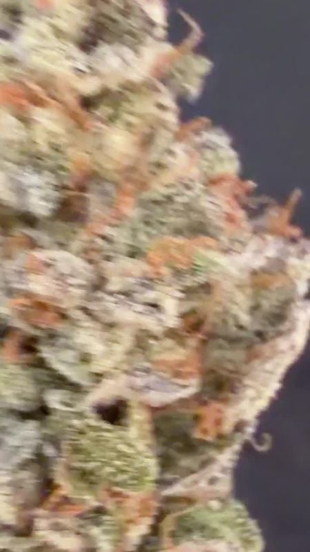Sundae Frost Auto @bernie IG 3