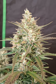 Instagram Gorilla Z Auto