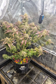 Instagram Gorilla Z Auto