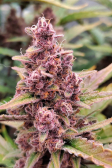 Instagram Purple Punch Auto