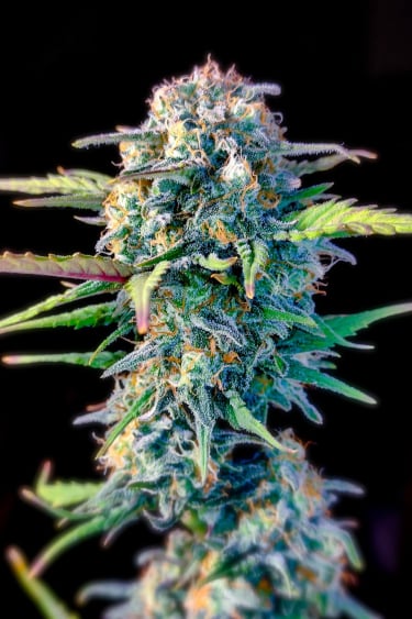 Instagram White Widow Auto