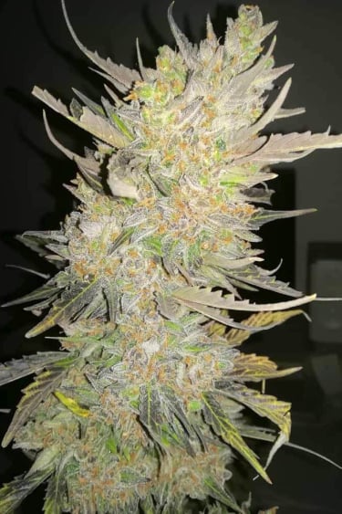 Instagram Skunk Auto