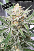 Instagram Gorilla Z Auto