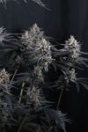 Instagram Mendo Cherry Cookies Auto™