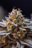 Instagram Gorilla Melon™
