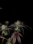 Instagram Mendo Frost Auto™