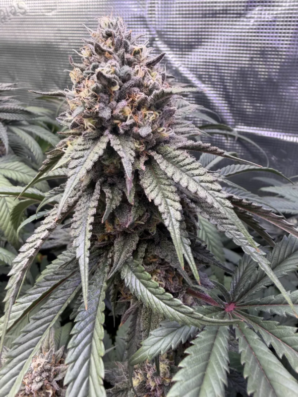 Instagram Lemon Cherry Runtz