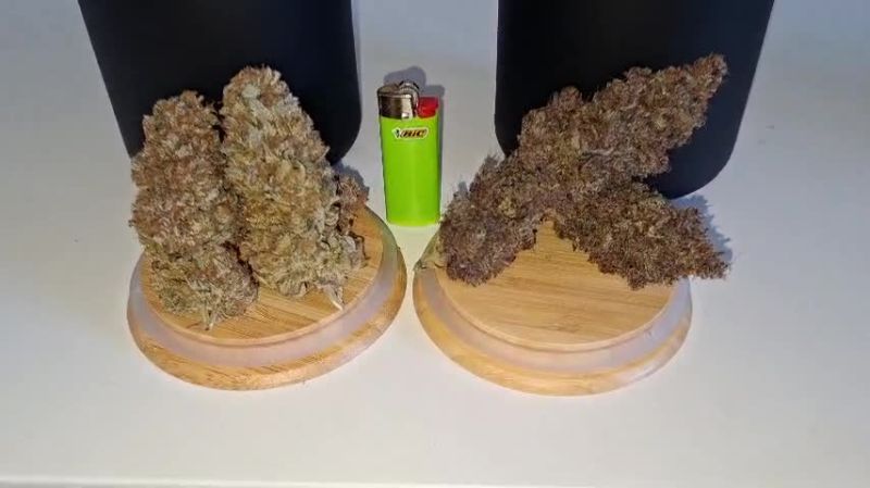 LemonPaya @walldo0404 DIS 4